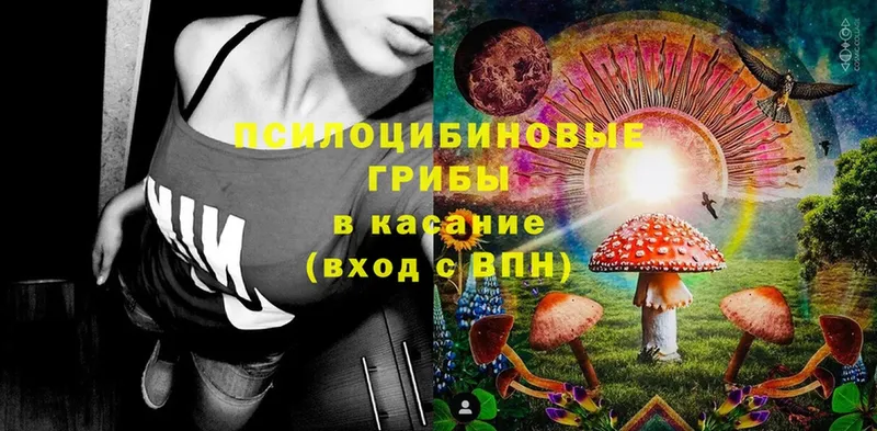 Псилоцибиновые грибы Psilocybine cubensis  Новохопёрск 